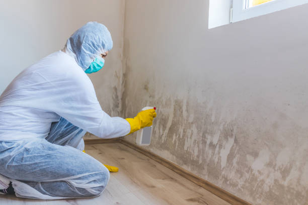 Licensed Attic Mold Removal service in Lewisberry, PA - WQB Mold Removal